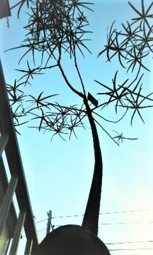 貫禄あり！ボトルツリーの苔玉