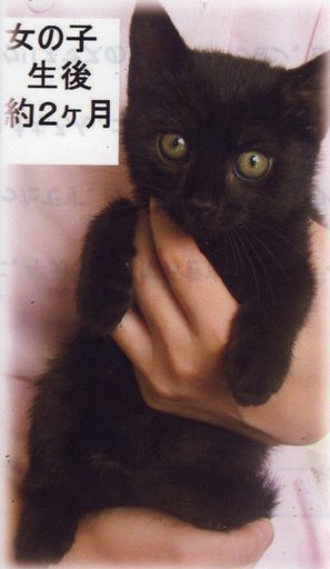 可愛い仔猫 里親さん募集中です さちこ 湘南深沢の猫の里親募集 ジモティー 可愛い仔猫 里親さん募集中です さちこ 湘南深沢の猫の里親募集 ジモティー