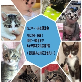 ７月２２日　愛知県あま市で子猫の譲渡会　ねこネットあま