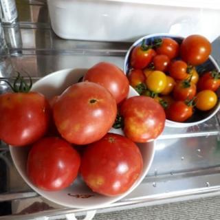 野菜　トマト色々