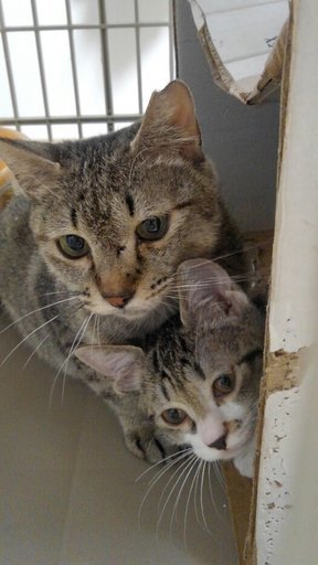 里親さん決定！おちゃめな親子♪４か月齢おすとまま (綾野) あざみ野の 