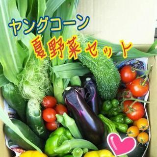 【みぃベジ】★完全無農薬野菜セット★