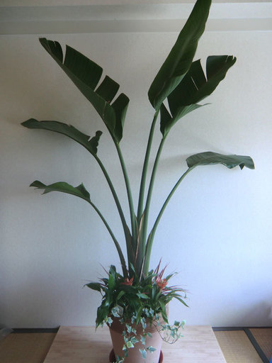 高さ１．６ｍ以上 オーガスタ他 観葉植物寄せ植え 取りに来ていただける方に。ヘデラ・グズマニア・スパティフィラム・ドラセナ