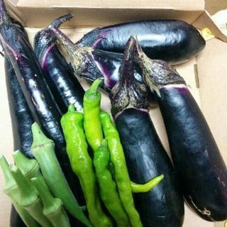 🌻無農薬有機栽培🌻夏野菜セット
