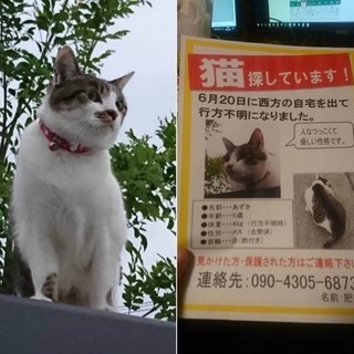 指宿市で猫を探しています！