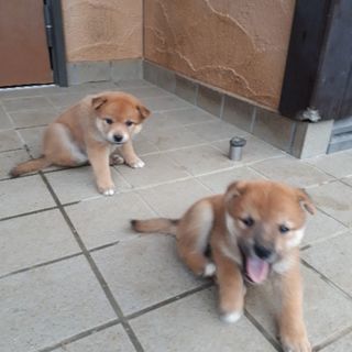 柴犬の雑種子犬の画像