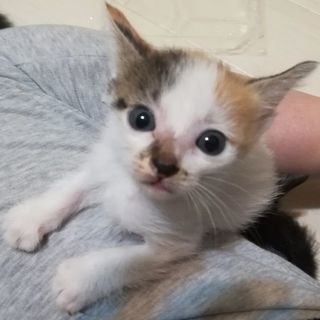 生後１ヶ月カワイイ三毛猫の女の子の画像