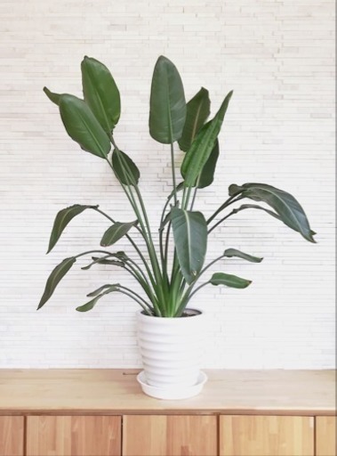 観葉植物／ストレチア／陶器鉢付き