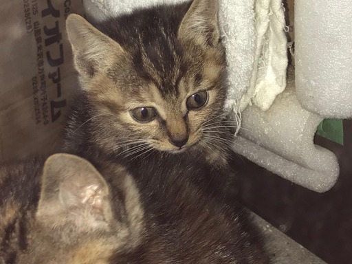 アメリカンショートヘアーのmix子猫ちゃん生まれました Chibiami8 米沢の猫の里親募集 ジモティー