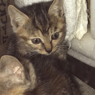 アメリカンショートヘアーのmix子猫ちゃん生まれました Chibiami8 米沢の猫の里親募集 ジモティー アメリカンショートヘアーのmix子猫ちゃん生まれました Chibiami8 米沢の猫の里親募集 ジモティー