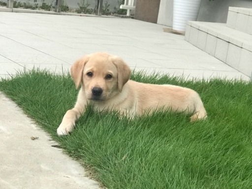 可愛いラブラドール子犬 龍 平田町のラブラドールの里親募集 ジモティー