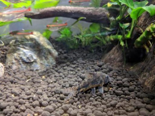 熱帯魚 グローライトテトラ オトシンクルス 青コリドラス ガトー 藤沢本町のその他の中古あげます 譲ります ジモティーで不用品の処分 熱帯魚 グローライトテトラ オトシンクルス 青コリドラス ガトー 藤沢本町のその他の中古あげます 譲ります ジモティーで不用品の処分