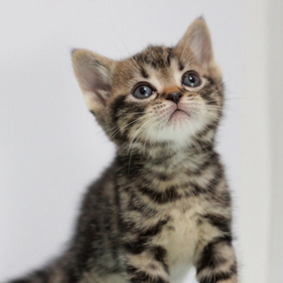 アメリカンショートヘアーmixの赤ちゃん子猫 Chibiami8 米沢の猫の里親募集 ジモティー アメリカンショートヘアーmixの赤ちゃん子猫 Chibiami8 米沢の猫の里親募集 ジモティー