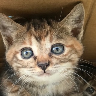 アメリカンショートヘアーMIXの赤ちゃん子猫 − 山形県
