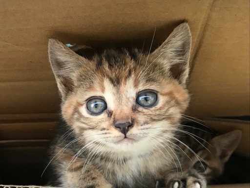 アメリカンショートヘアーmixの赤ちゃん子猫 Chibiami8 米沢の猫の里親募集 ジモティー