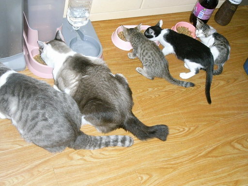 尻尾の長い生後3か月の子猫 その１ 3兄弟妹の中の雌猫ちゃん トイレokです とらねこ 八潮の猫の里親募集 ジモティー