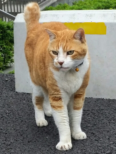 エイズキャリア&捨て猫の茶白オス(4~5歳) (ゆめなゆめた) 朝霞の猫