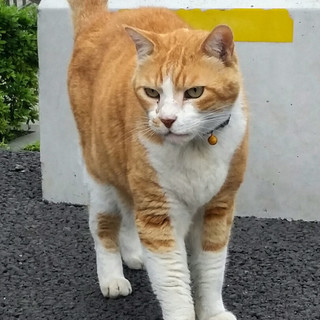 エイズキャリア＆捨て猫の茶白オス(４～５歳)