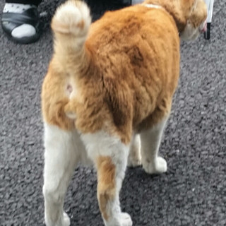 エイズキャリア＆捨て猫の茶白オス(４～５歳) − 埼玉県