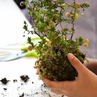 立川工芸カフェ　苔玉ワークショップ