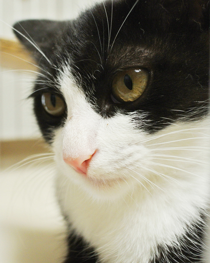 4月生まれのハチワレの男の子 オス白黒八割れ マツ 松山の猫の里親募集 ジモティー 4月生まれのハチワレの男の子 オス白黒八割れ マツ 松山の猫の里親募集 ジモティー
