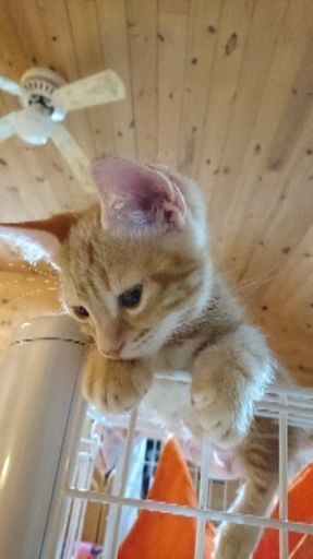 可愛いマンチカン子猫あげます (ねここ) 安曇川の猫の里親募集