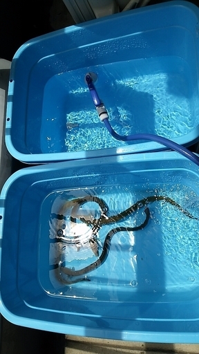 釣り情報 釣り仲間 今の時期だと主にうなぎ釣り 他にはバス 鯰 雷魚 河川湖野池が得意フィールドです 赤影 高畑のスポーツのメンバー募集 無料掲載の掲示板 ジモティー