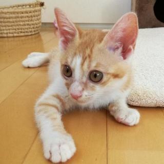 子猫の里親さん募集です(３１)