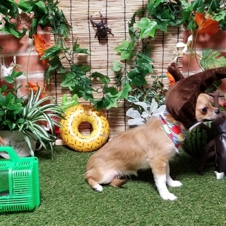 🐶8月の写真ブースのお知らせ🐶