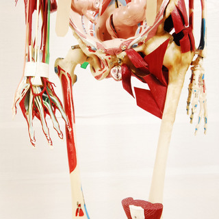 激レア MPL 超高級人体模型　70万相当 骨神経筋肉内蔵有り ハンガー付 MEDICAL PLASTICS LABORATORY　アントレ