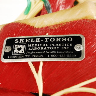 激レア MPL 超高級人体模型　70万相当 骨神経筋肉内蔵有り ハンガー付 MEDICAL PLASTICS LABORATORY　アントレ