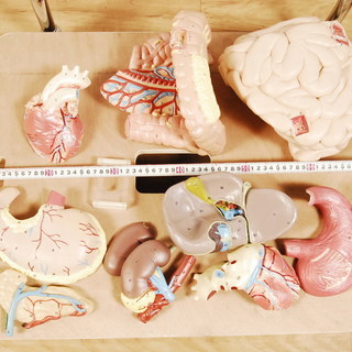 激レア MPL 超高級人体模型　70万相当 骨神経筋肉内蔵有り ハンガー付 MEDICAL PLASTICS LABORATORY　アントレ