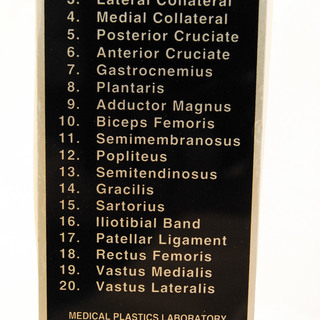 激レア MPL 超高級人体模型　70万相当 骨神経筋肉内蔵有り ハンガー付 MEDICAL PLASTICS LABORATORY　アントレ