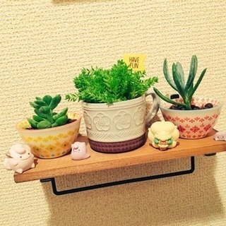 この植物の名前を教えてください！