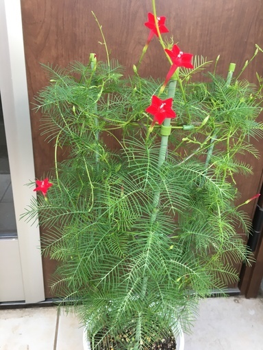 ルコウソウの鉢植え 行燈仕立て にゃ 逆井の家庭用品 ガーデニング の中古あげます 譲ります ジモティーで不用品の処分 ルコウソウの鉢植え 行燈仕立て にゃ 逆井の家庭用品 ガーデニング の中古あげます 譲ります ジモティーで不用品の処分
