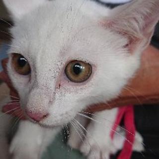 生後2ヶ月位の真っ白な♀の子猫！