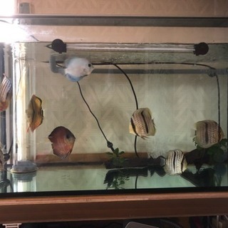 ディスカス 売ります