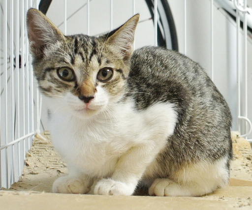 4月生まれのキジ白 白キジ の仔猫かわいい女の子 メス マツ 松山市の猫の里親募集 ジモティー