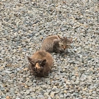 子猫 三匹 − 静岡県