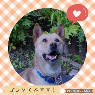 ゴン太くん mix犬 ♂  どなたか大切にしてくれる方へ