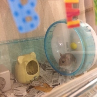 ジャンガリアンハムスター🐹サファイアブルー 5ヶ月