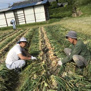 淡路島のたまねぎ