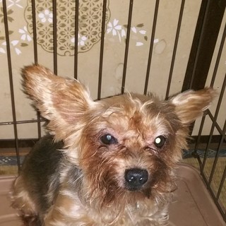 ヨークシャーテリア 7 8才 メス お産経験無し 早急 飼育困難の為 宜しくお願い致します Mn5585 二宮のその他の里親募集 ジモティー ヨークシャーテリア 7 8才 メス お産経験無し 早急 飼育困難の為 宜しくお願い致します Mn5585 二宮のその他の里親募集 ジモティー