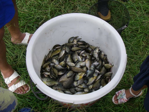 琵琶湖外来魚駆除大会 ２０１８年９月９日 琵琶湖を戻す会 草津のその他のイベント参加者募集 無料掲載の掲示板 ジモティー