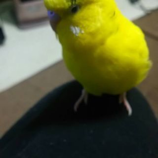 インコ探しています