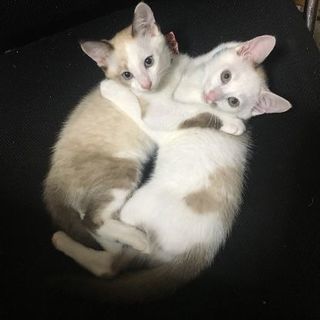 ★一時募集停止★甘えたふわふわの２ヶ月シャムミックスの兄弟猫♥️