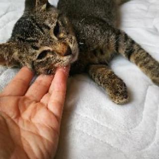 可愛い子猫の里親さん探してます！ − 愛知県
