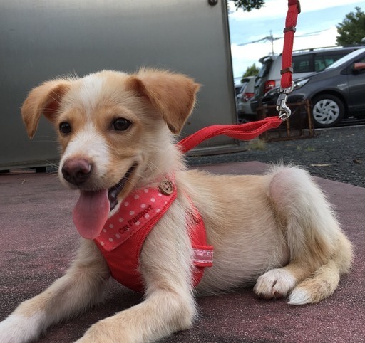 約3カ月になる元気な男の子を家族に迎えて下さい 保健所にいます りんビーママ 熊本の犬の里親募集 ジモティー