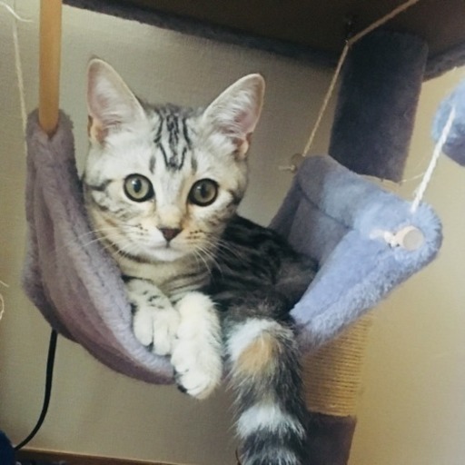 勝利した 収入 ラインナップ 子猫 メス Seattle Construction Org 勝利した 収入 ラインナップ 子猫 メス Seattle Construction Org