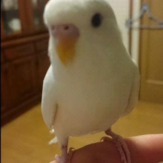 保護したセキセイインコ